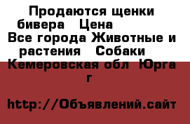 Продаются щенки бивера › Цена ­ 25 000 - Все города Животные и растения » Собаки   . Кемеровская обл.,Юрга г.